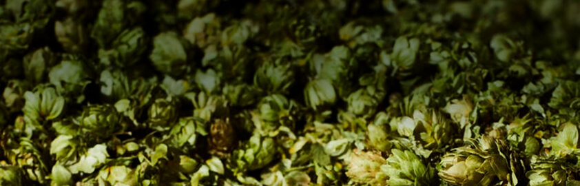 Aromahopfendolden