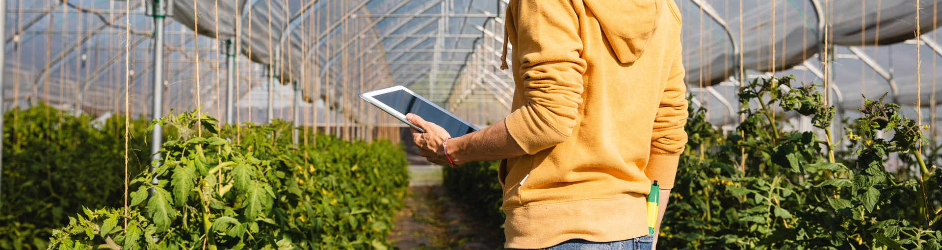 Person mit iPad in Gewächshaus
