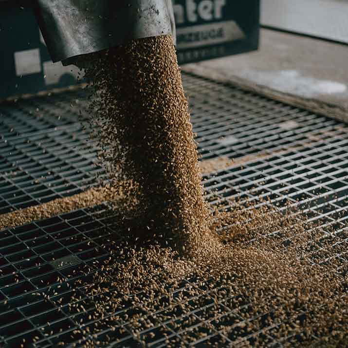 Getreidekörner werden in einer Malzproduktionsanlage eingekippt