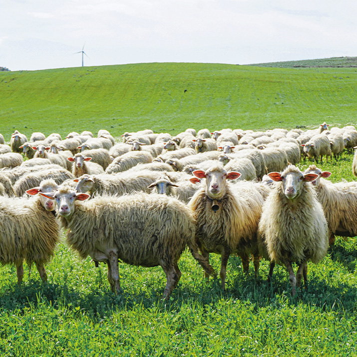 Grassende Schafe