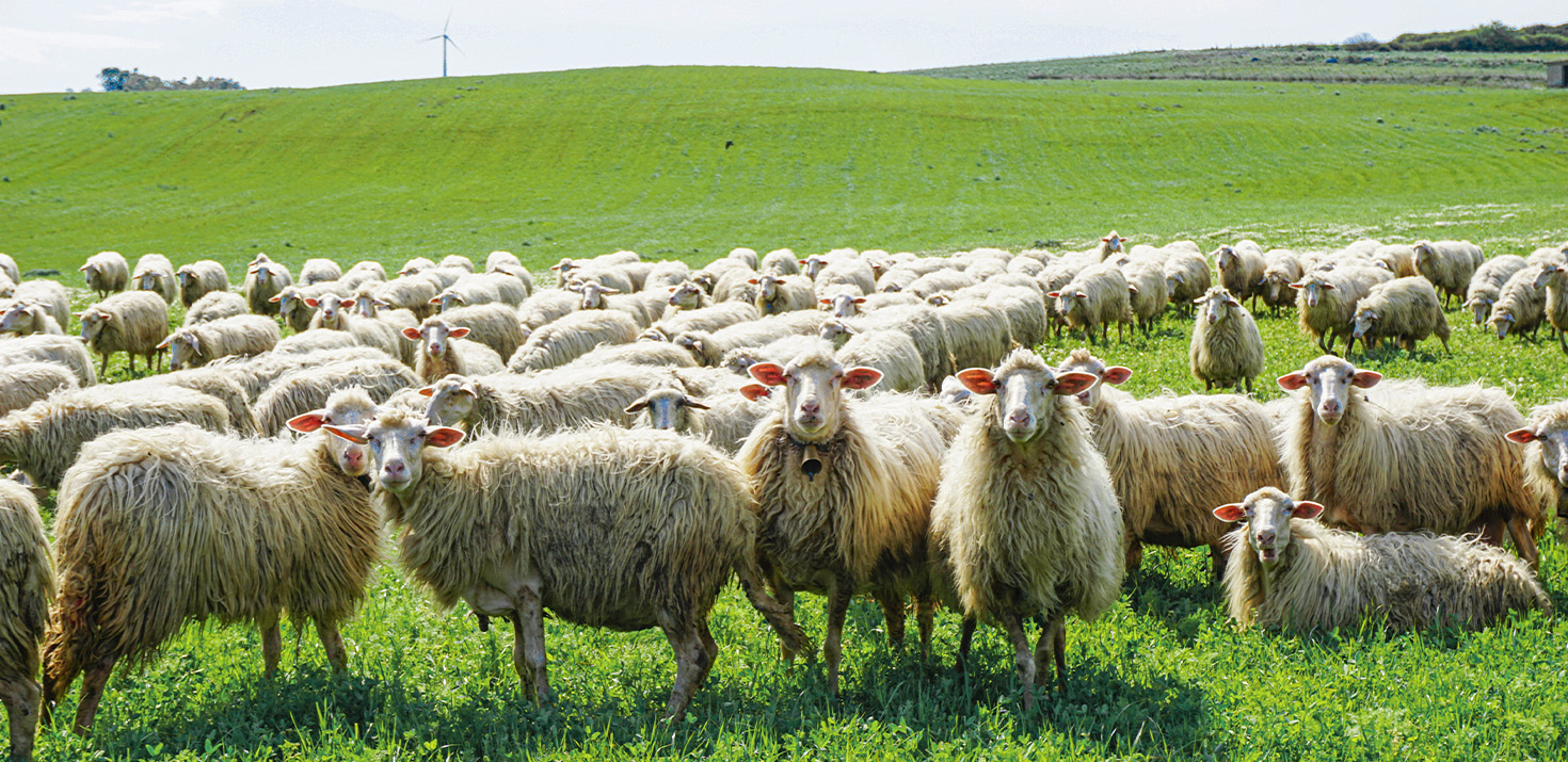 Grassende Schafe